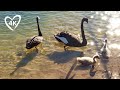 Baby Swans - Black Swans Come To Visit #shorts