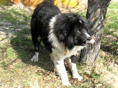 Видео: Средноазиатско овчарско куче у дома