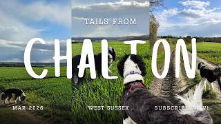 Tails from Chalton 🐾 | A Sheepadoodle on Tour