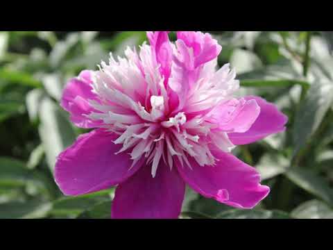 Video: Amazingly Beautiful Varieties Of Peonies