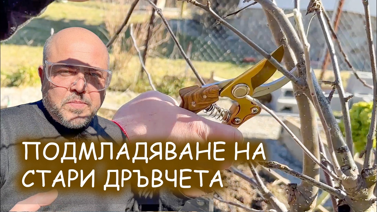 Правилно ли отрязахме тези клони?