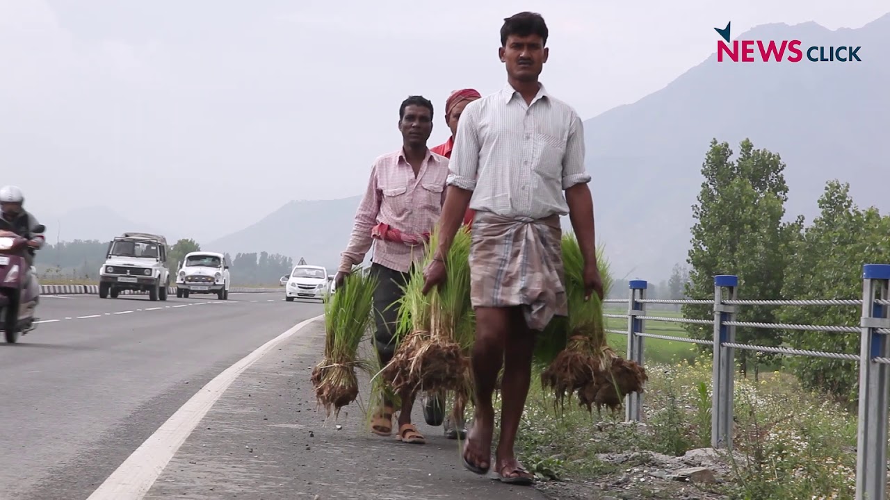 Why Kashmiri Farmers are Moving Away from Paddy Farming
