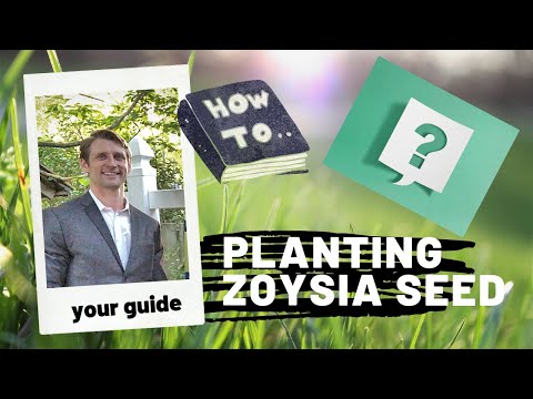 Video: Palam Rumput Zoysia: Arahan Untuk Menanam Palam Zoysia - Tahu Cara Berkebun