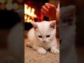 Little Heartbeat | White Kitten ASMR #asmr