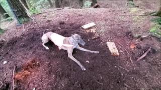 Mojo Greyhound Zoomie