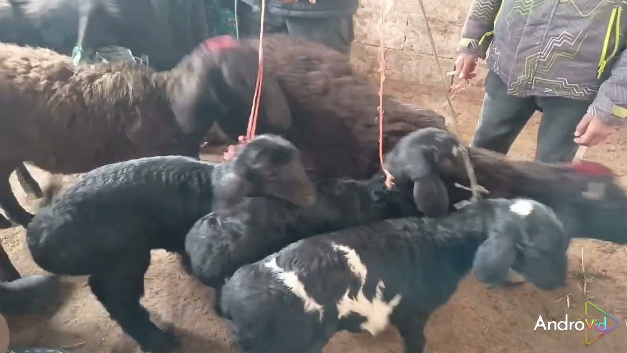 Молбозори кургантепа бозори Хочи Шариф 06 03 2026