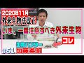 【緊急】2020年11月外来生物法改正…知らずに飼育していると罰金100万円≫生物ハンター加藤英明が今伝えたいこと