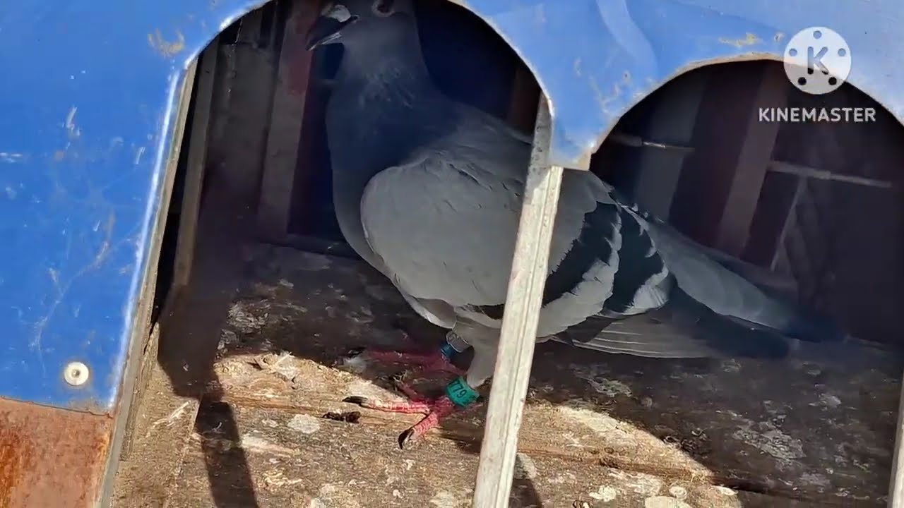 LAGAS-PI ALBYE BYE, 327 KMS BIGLAAN,SWERTE MAY PACLOCK TAYO!