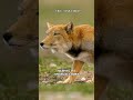 Tibetan Fox | The Disappointed Fox
