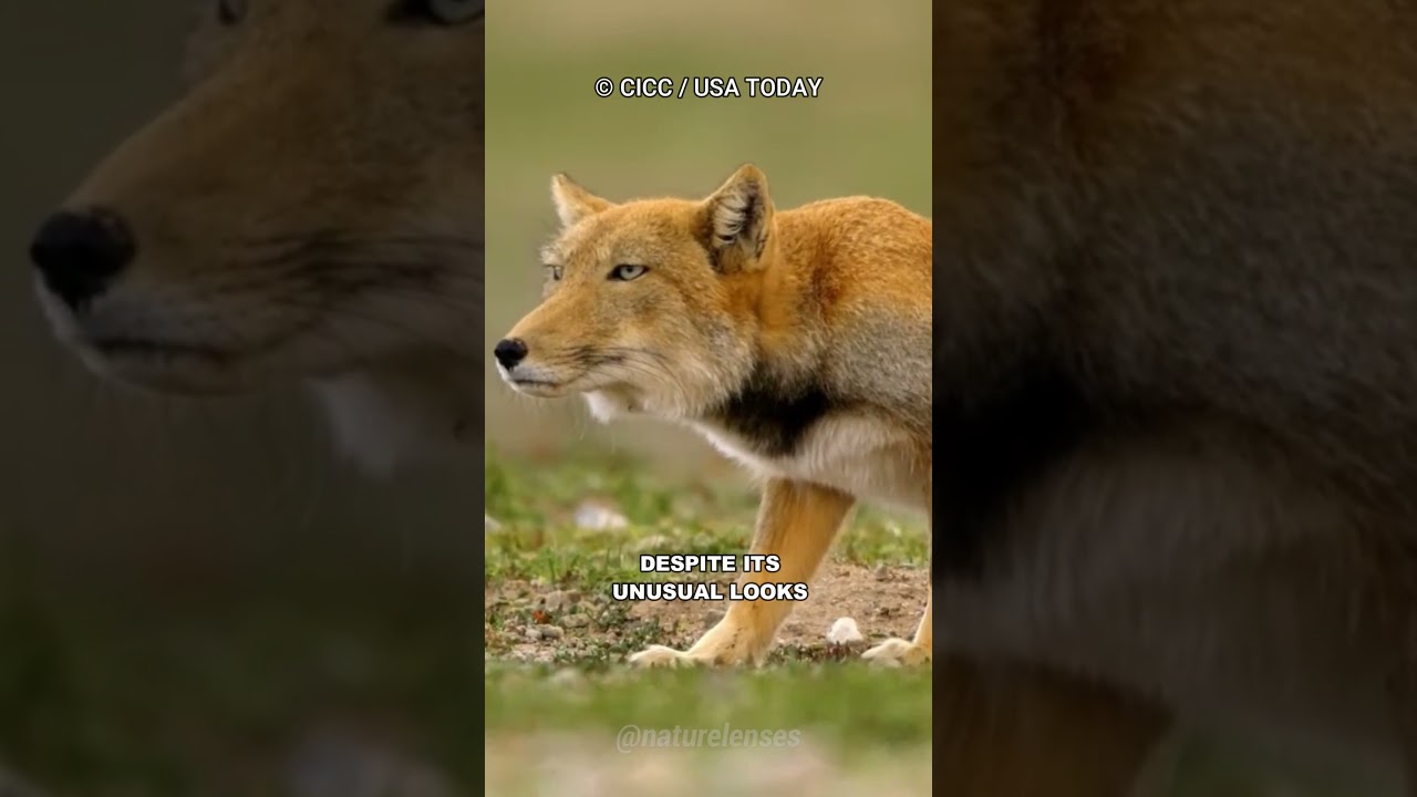 Tibetan Fox | The Disappointed Fox