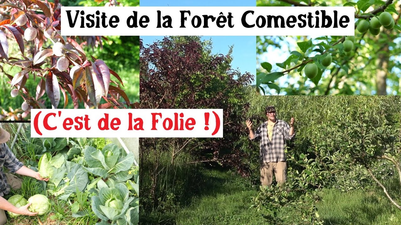 Visite de la Forêt Comestible... (2025 c'est de la Folie !)