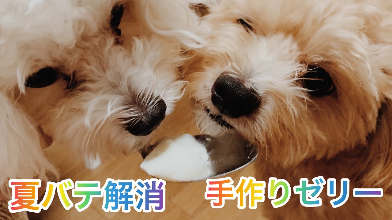 夏バテ対策 混ぜるだけで超簡単な愛犬用ヨーグルトゼリーのつくり方 ラテミルブログ