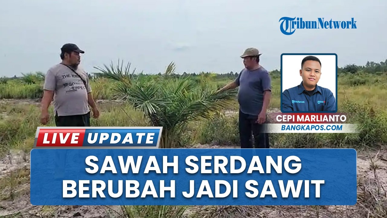 Ratusan Hektare Sawah di Desa Serdang Beralih Jadi Sawit, Pemkab Basel Turun Tangan