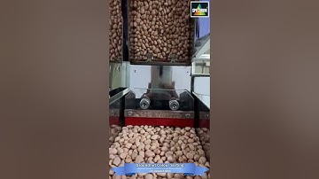 Perfecting Groundnut Quality: Advanced Color Sorting Technology!