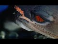 A Sticky Gecko | Space Age Reptiles | BBC Earth