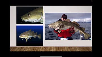 Jak připravit ryby a ryby?