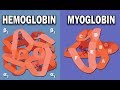 Hemoglobin and Myoglobin Quiz
