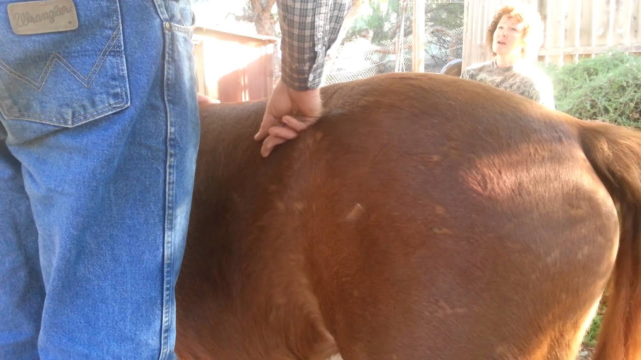 Equine Chiropractic on Sport