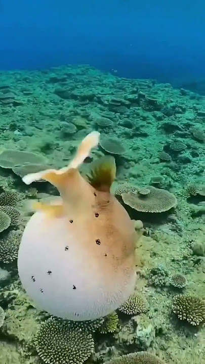 IKAN BUNTAL JANGAN LARI KAMU‼️#shorts #animals