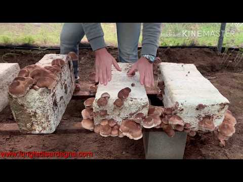 Video: I funghi shiitake vanno a male?
