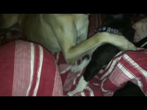 الذئب الصحراوي المغربي و كلب البيتبول