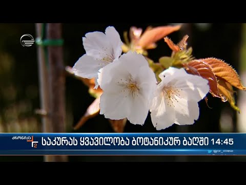 ვიდეო: ამაღლებული ბაღის საწოლი გოგებისთვის: გოგრის დარგვა ამაღლებულ საწოლებში