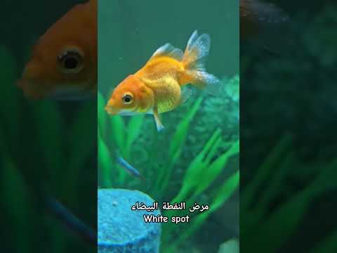 مرض النقطة البيضاء او ال   مرض خطير ويتعب الاسماك انتبه ع الاسماك وسارع بالعلاج الازم