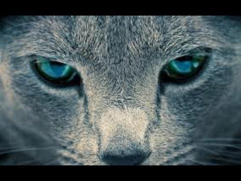 Cinematic Footage With Your Android Phone تصوير سينيماتيك للمبتدئين