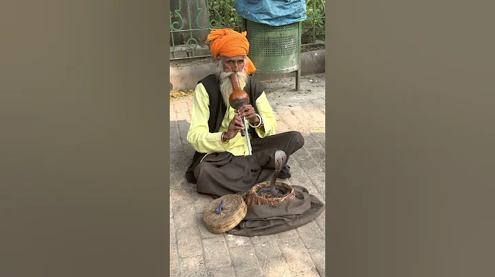 Snake Charmer in Delhi - DayDayNews