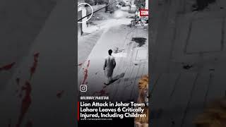 lion attack To lahore Johar town Dhana Singh Wala Shani da deera #reelitfeelit