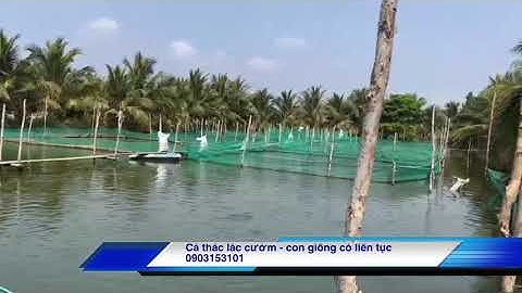 Cá thác lác hầm sắp xuất - 0903153101