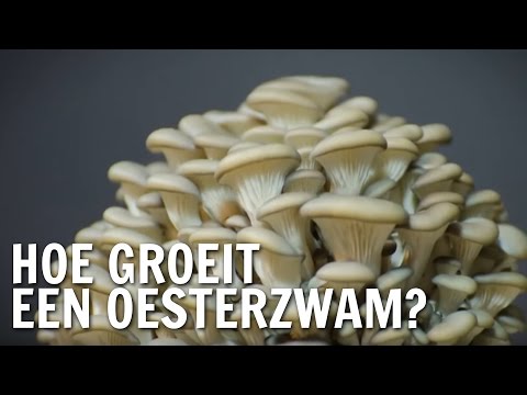 Hoe groeit een oesterszwam? | De Buitendienst over schimmels