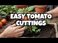 The Secret to Repotting Tomato Plants for Growth