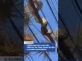 Jiboia aparece em rede elétrica na Zona Oeste do Rio e assusta moradores