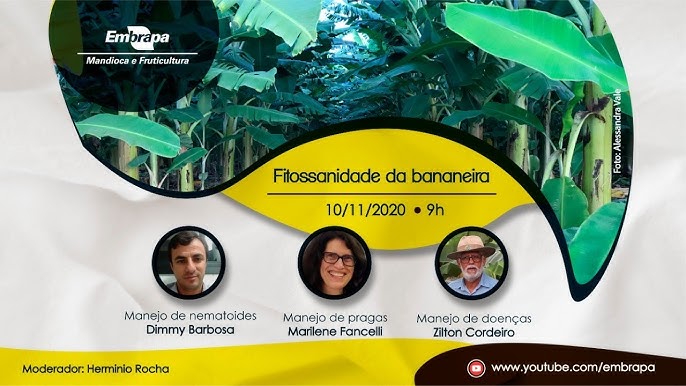 Brasil prepara ações para prevenir entrada de nova raça da  murcha-de-fusarium da bananeira - Portal Embrapa
