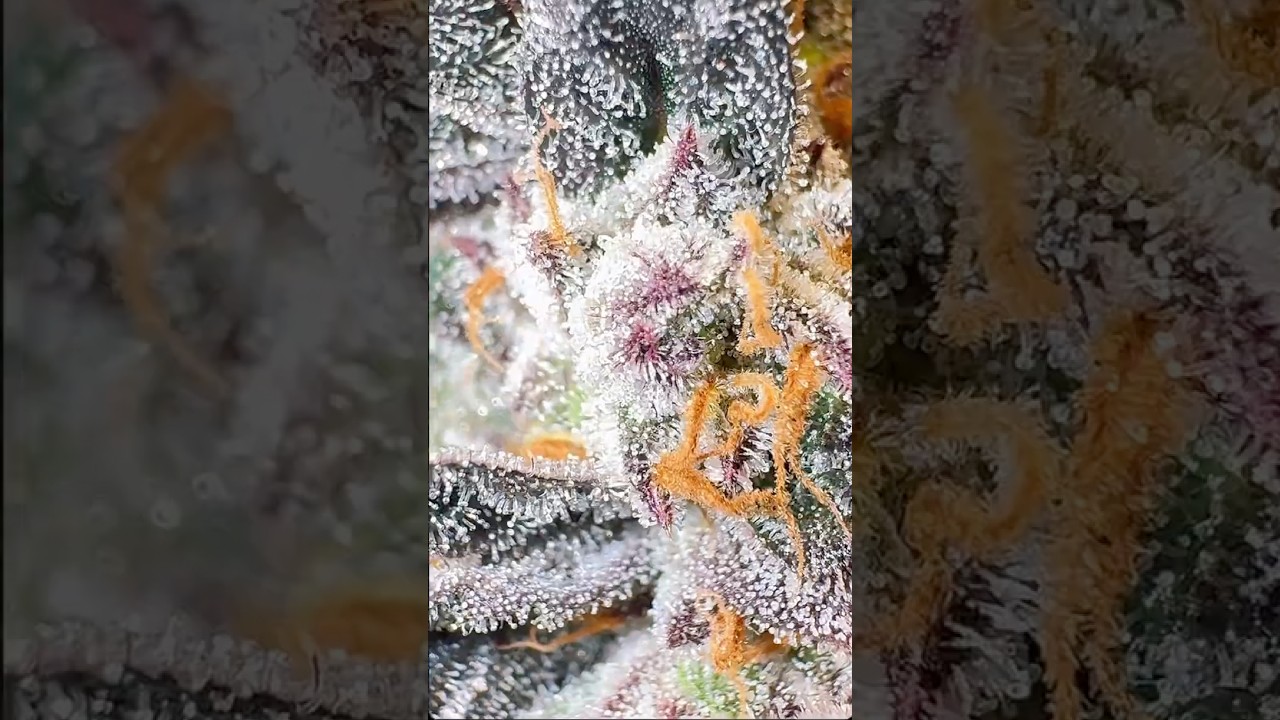 Trichome Porn – 90% Milky-Purple trechomes 🌿