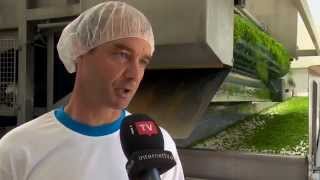 Gemüsetv Schweizer Erbsen - Vom Feld Bis Ins Tiefkühlfach