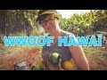 JOURNEE TYPE A HAWAÏ - WWOOFING