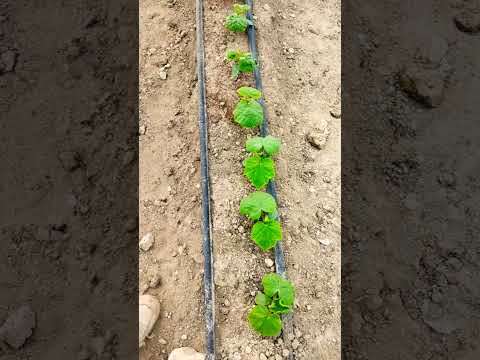 مراحل کشت خیار گلخانه ای گلخانه کشاورزی خیار گلخانه ای