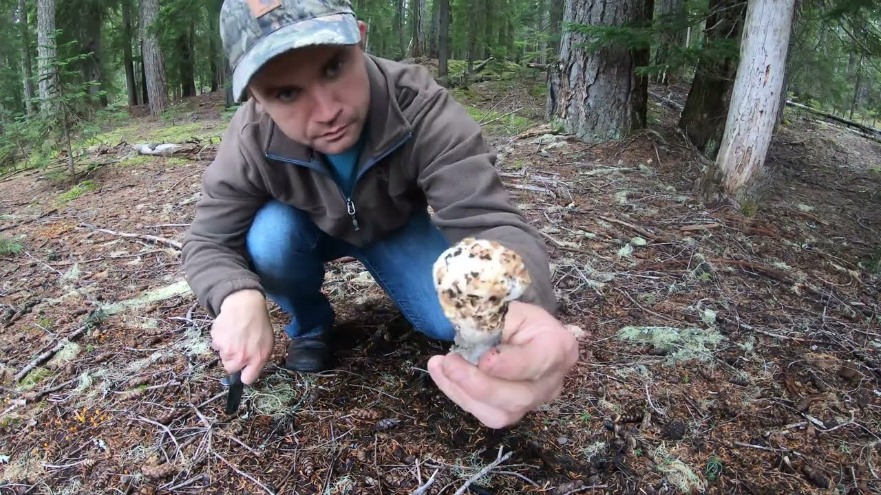 Picking Matsutake Pine Mushrooms Pacific Northwest YouTube