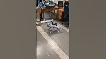 robot dog directional movement tests (Unitree Go1 Edu)