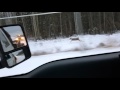 Wolf chasing deer 2