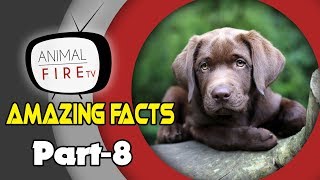 10 Amazing facts about Dogs - Part 8 (Dog Facts)