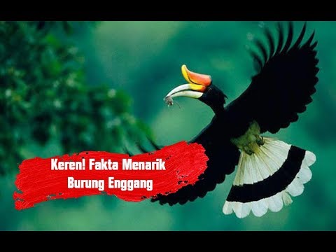 Video: Karina Andolenko: Biografi, Kerjaya, Kehidupan Peribadi, Fakta Menarik