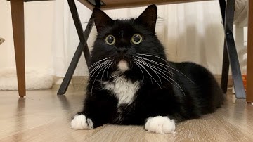 Do nothing | Uni and Nami sister cats