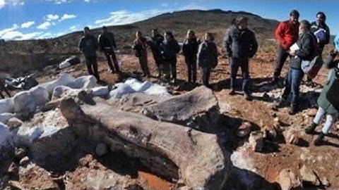 Archaeologists discover largest ever dinosaur fossil