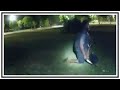 Police Officer Body Cam & Dash Cam Compilation 🐼 𝕄𝕤. ℙ𝕒𝕟𝕕𝕒'𝕤 𝔻𝕖𝕟 🐼 2021 January