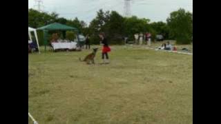 Malinois dog-dancing