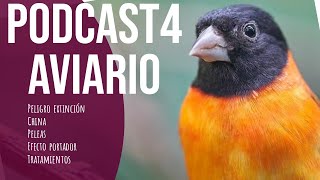 PODCAST AVIARIO 4: Peligro extinción, tratamientos, ornitología china, efecto portador...