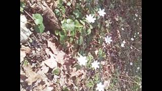 Les petites fleur